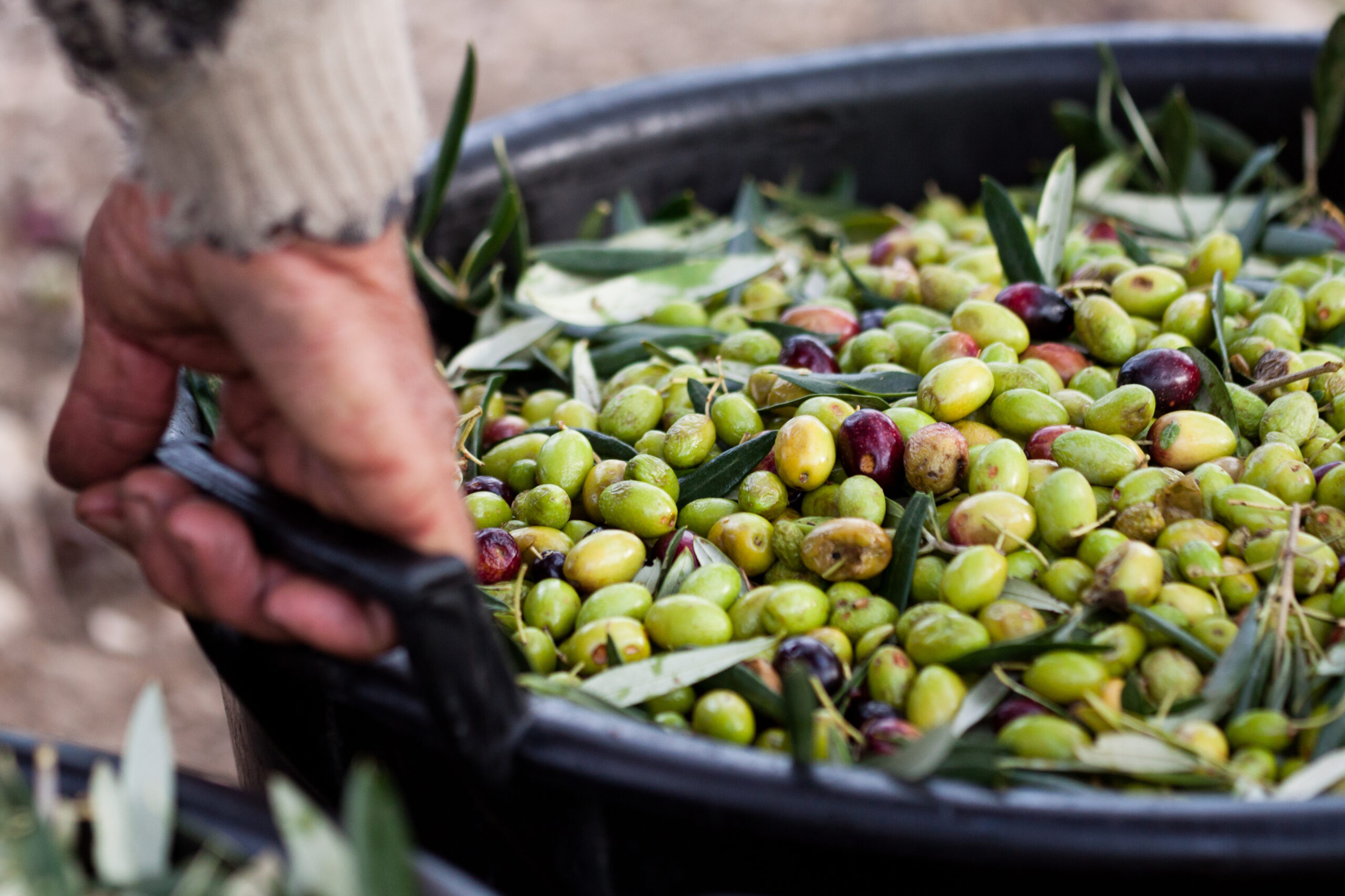 Olive pugliesi