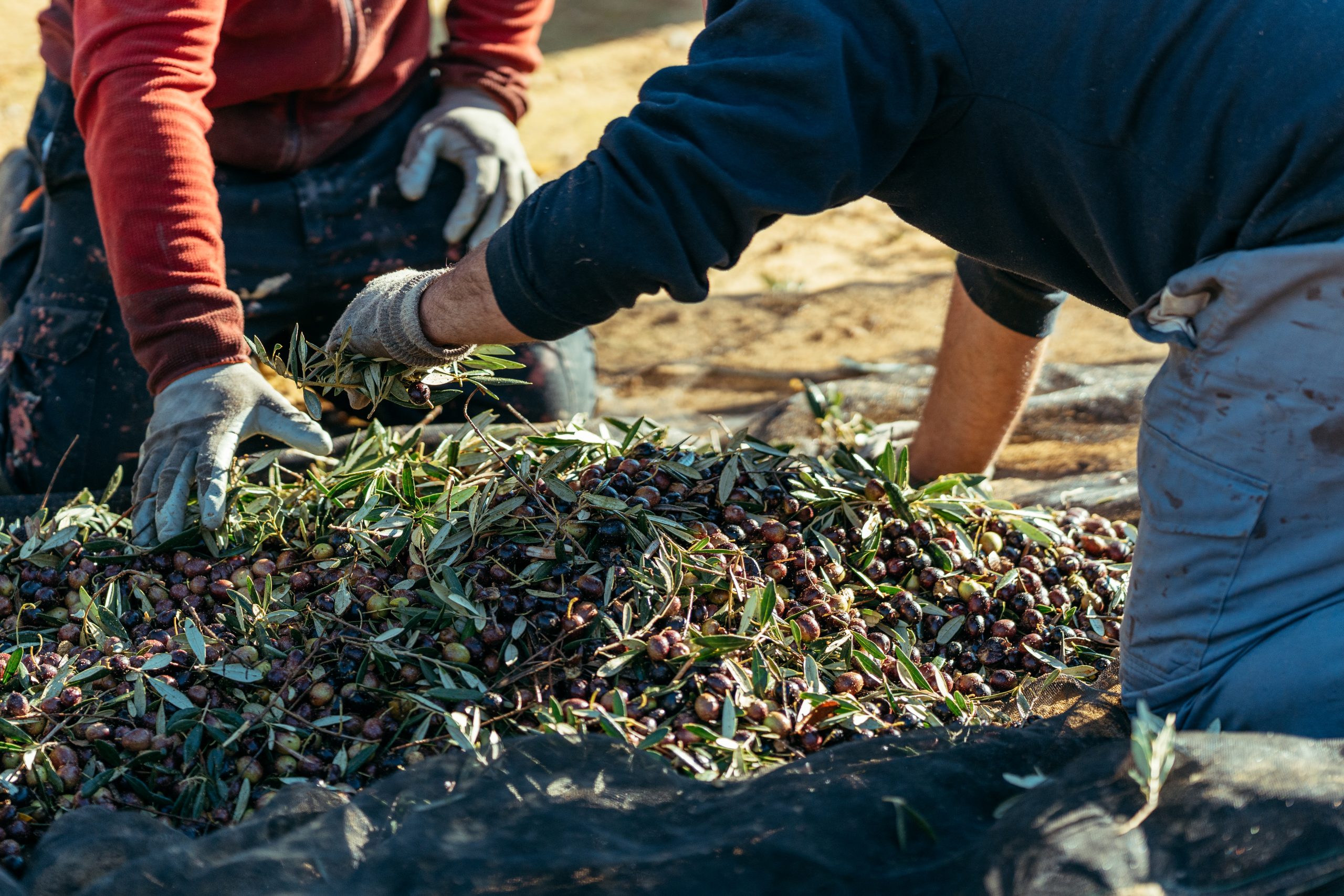 two unrecognizable farm workers crouched on the ground performing olive harvesting tasks
